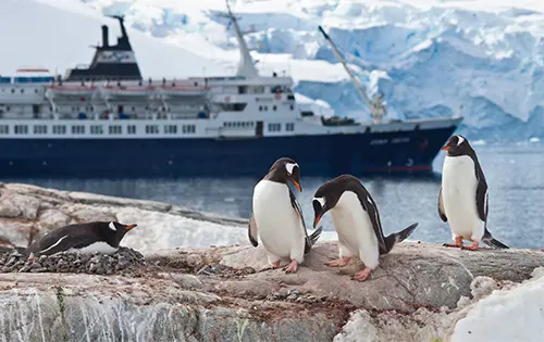 Penguins in Antarctica with an explorer cruise ship - FG Luxury Travel
